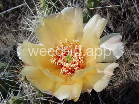 pricklypear, plains